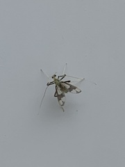 Chironomidae