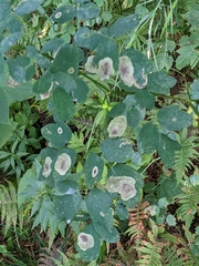 Thalictrum pubescens