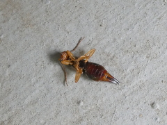 Forficula auricularia