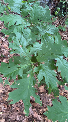 Quercus rubra