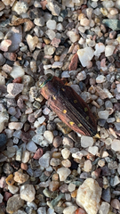 Chrysobothris octocola