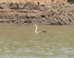 Microcarbo africanus