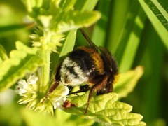 Bombus terrestris