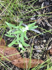 Pseudognaphalium obtusifolium