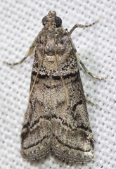 Acrobasis romanella