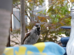 Passer domesticus