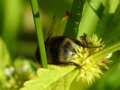 Bombus terrestris