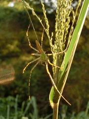 Peucetia formosensis