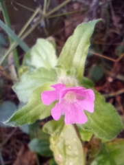 Silene dioica