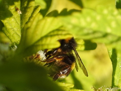 Bombus terrestris