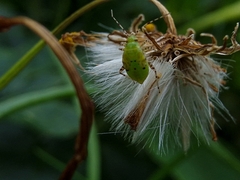 Liocoris tripustulatus