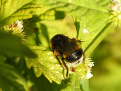 Bombus terrestris