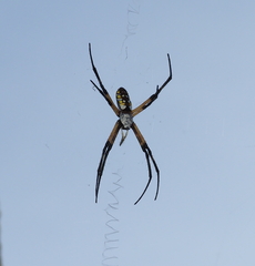 Argiope aurantia