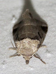 Plagiomimicus pityochromus