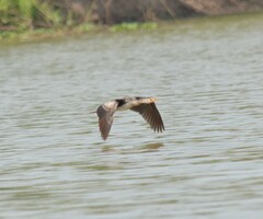 Microcarbo africanus