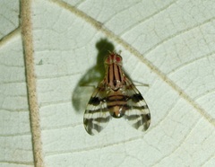Tephritidae