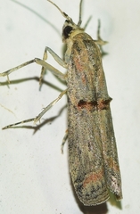 Pempelia genistella