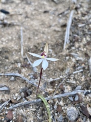 Caladenia saccharata