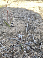 Caladenia saccharata