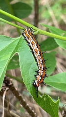 Euptoieta claudia
