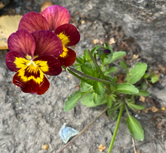 Viola × wittrockiana