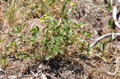 Potentilla flabellifolia