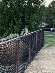 Accipiter