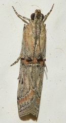 Pempelia genistella