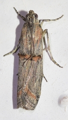 Pempelia genistella