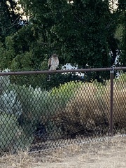 Accipiter