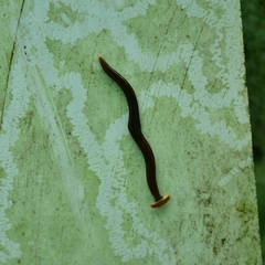 Diversibipalium andrewesi