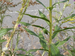 Leptophyes punctatissima