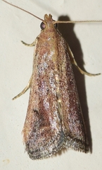 Metallostichodes nigrocyanella