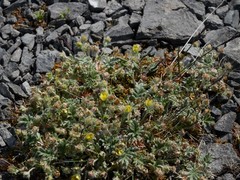 Potentilla pulchella