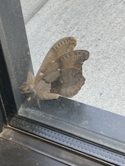Antheraea polyphemus