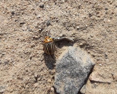 Leptinotarsa decemlineata