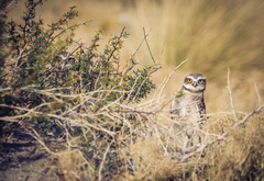 Athene cunicularia