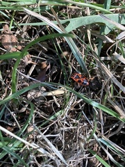 Pyrrhocoris apterus