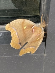 Antheraea polyphemus