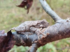Hyla chrysoscelis
