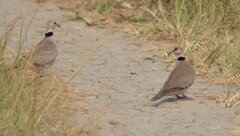Streptopelia vinacea