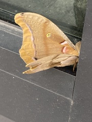 Antheraea polyphemus