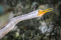 Anhinga novaehollandiae