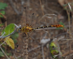 Erpetogomphus designatus