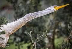 Anhinga novaehollandiae
