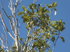 Pittosporum eugenioides
