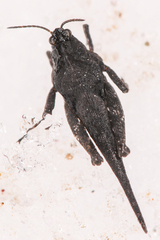 Tetriginae