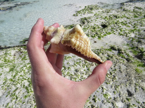 Pleuroploca trapezium