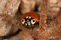 Adalia bipunctata