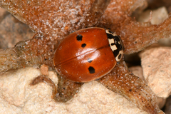 Adalia bipunctata